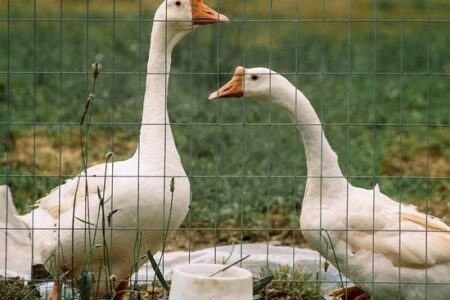 Rare Breed Conservation and Other Reasons to Buy from Local Poultry Breeders Image